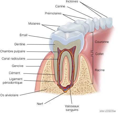 Dents